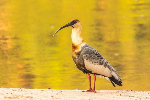 Brazil-Pantanal Buff-necked ibis on beach